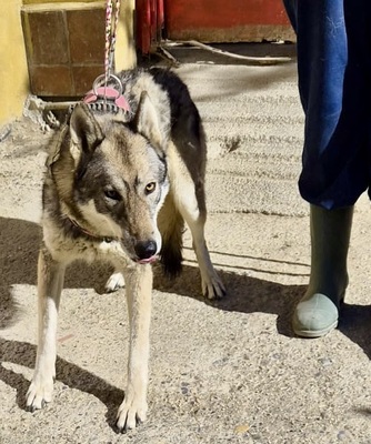 Husky, Husky - Mix - Hündin
