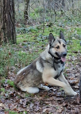 Husky-Malinois mix - Rüde