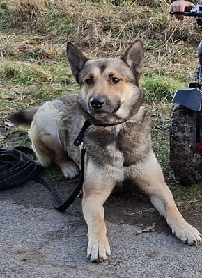 Husky-Malinois mix - Rüde