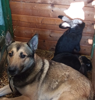 Husky-Malinois mix - Rüde