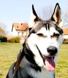 Husky Michling - Rüde