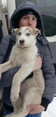 Huskyliebhaber aufgepasst, hier kommt Freya ❤