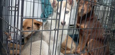 Huskyliebhaber aufgepasst, hier kommt Freya ❤, Mischling Welpen - Hündin