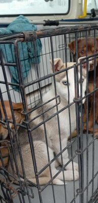 Huskyliebhaber aufgepasst, hier kommt Freya ❤, Mischling Welpen - Hündin