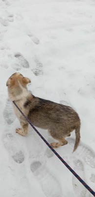 Huskyliebhaber aufgepasst, hier kommt Freya ❤, Mischling Welpen - Hündin