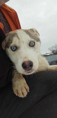 Huskyliebhaber aufgepasst, hier kommt Freya ❤, Mischling Welpen - Hündin