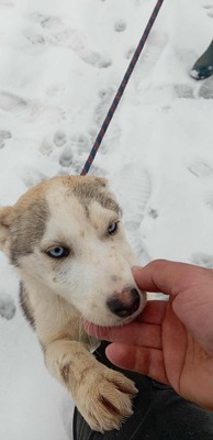 Huskyliebhaber aufgepasst, hier kommt Freya ❤, Mischling Welpen - Hündin