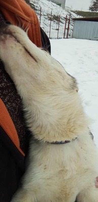 Huskyliebhaber aufgepasst, hier kommt Freya ❤, Mischling Welpen - Hündin