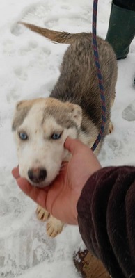 Huskyliebhaber aufgepasst, hier kommt Freya ❤, Mischling Welpen - Hündin
