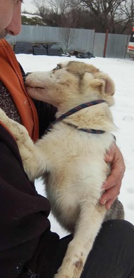 Huskyliebhaber aufgepasst, hier kommt Freya ❤, Mischling Welpen - Hündin
