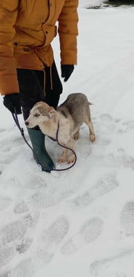 Huskyliebhaber aufgepasst, hier kommt Freya ❤, Mischling Welpen - Hündin