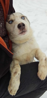 Huskyliebhaber aufgepasst, hier kommt Freya ❤, Mischling Welpen - Hündin