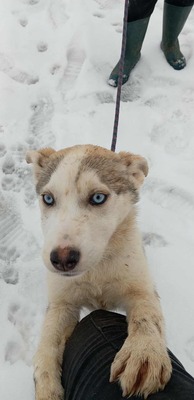 Huskyliebhaber aufgepasst, hier kommt Freya ❤, Mischling Welpen - Hündin
