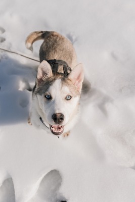 Huskyliebhaber aufgepasst, hier kommt die hübsche Freya ❤