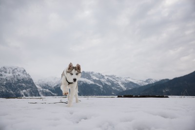 Huskyliebhaber aufgepasst, hier kommt die hübsche Freya ❤, Husky - Mischling - Hündin