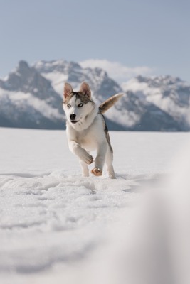 Huskyliebhaber aufgepasst, hier kommt die hübsche Freya ❤, Husky - Mischling - Hündin