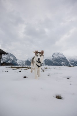 Huskyliebhaber aufgepasst, hier kommt die hübsche Freya ❤, Husky - Mischling - Hündin