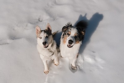 Huskyliebhaber aufgepasst, hier kommt die hübsche Freya ❤, Husky - Mischling - Hündin