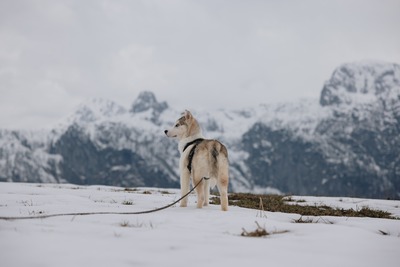Huskyliebhaber aufgepasst, hier kommt die hübsche Freya ❤, Husky - Mischling - Hündin