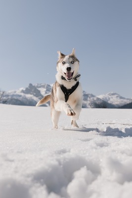 Huskyliebhaber aufgepasst, hier kommt die hübsche Freya ❤, Husky - Mischling - Hündin