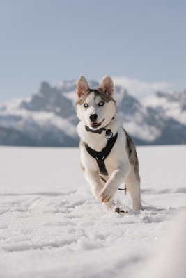 Huskyliebhaber aufgepasst, hier kommt die hübsche Freya ❤, Husky - Mischling - Hündin