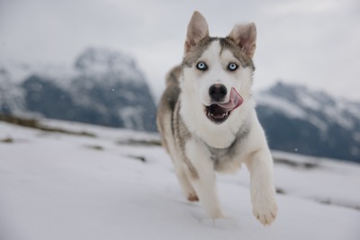 Huskyliebhaber aufgepasst, hier kommt die hübsche Freya ❤, Husky - Mischling - Hündin