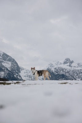 Huskyliebhaber aufgepasst, hier kommt die hübsche Freya ❤, Husky - Mischling - Hündin