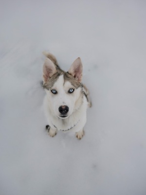 Huskyliebhaber aufgepasst, hier kommt die hübsche Freya ❤, Husky - Mischling - Hündin