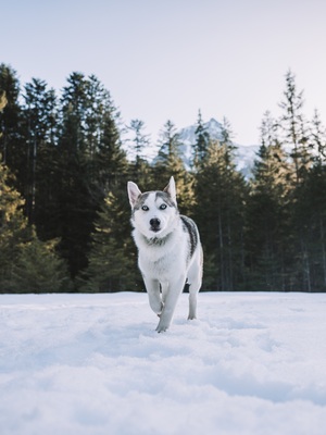 Huskyliebhaber aufgepasst, hier kommt die hübsche Freya ❤, Husky - Mischling - Hündin