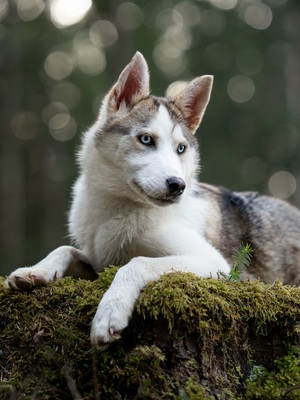 Huskyliebhaber aufgepasst, hier kommt die hübsche Freya ❤, Husky - Mischling - Hündin