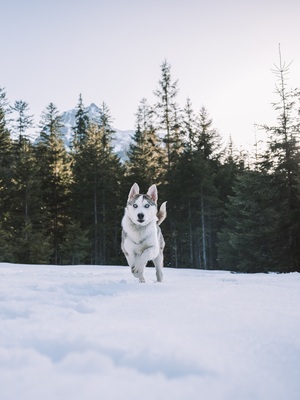 Huskyliebhaber aufgepasst, hier kommt die hübsche Freya ❤, Husky - Mischling - Hündin