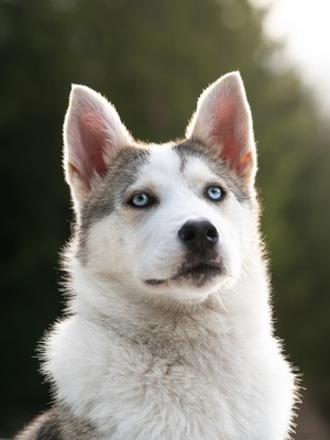 Huskyliebhaber aufgepasst, hier kommt die hübsche Freya ❤, Husky - Mischling - Hündin