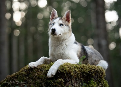 Huskyliebhaber aufgepasst, hier kommt die hübsche Freya ❤, Husky - Mischling - Hündin