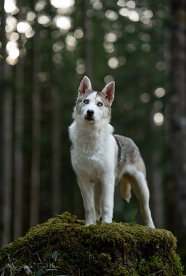 Huskyliebhaber aufgepasst, hier kommt die hübsche Freya ❤, Husky - Mischling - Hündin