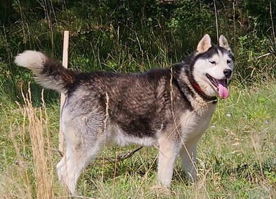 Hustler freut sich auf aktive Menschen, Mischling - Rüde