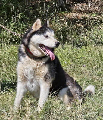 Hustler freut sich auf aktive Menschen, Mischling - Rüde