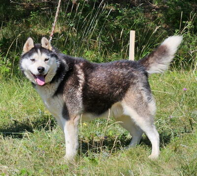 Hustler freut sich auf aktive Menschen, Mischling - Rüde