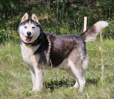 Hustler freut sich auf aktive Menschen, Mischling - Rüde