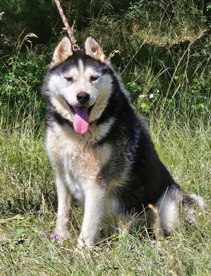 Hustler freut sich auf aktive Menschen, Mischling - Rüde