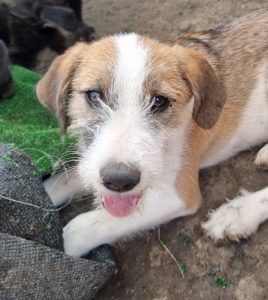 Huutsch, Mix - Rüde