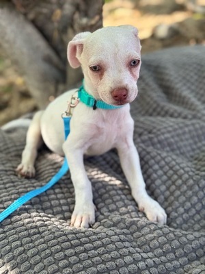 ICE sucht sein Glück, Chihuahua-Mischling Welpen - Rüde