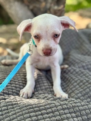 ICE sucht sein Glück, Chihuahua-Mischling Welpen - Rüde