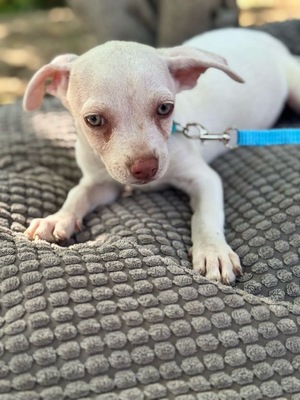 ICE sucht sein Glück, Chihuahua-Mischling Welpen - Rüde