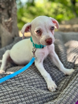 ICE sucht sein Glück, Chihuahua Welpen - Rüde
