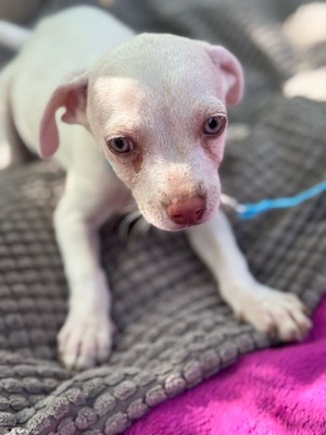ICE sucht sein Glück, Chihuahua Welpen - Rüde