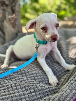 ICE sucht sein Glück, Chihuahua Welpen - Rüde