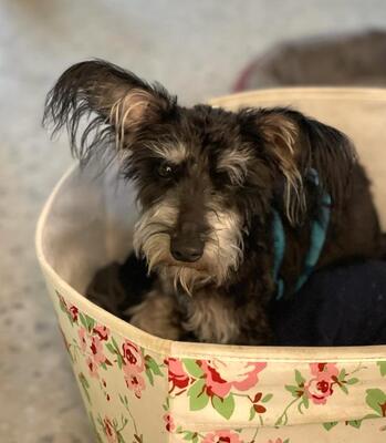 IDEFIX, Yorki-Schnauzermix - Rüde