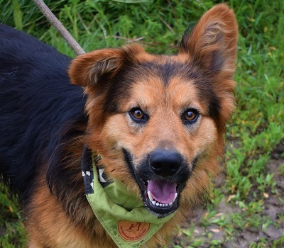 IGOR F51, Schäferhund-Mischling - Rüde