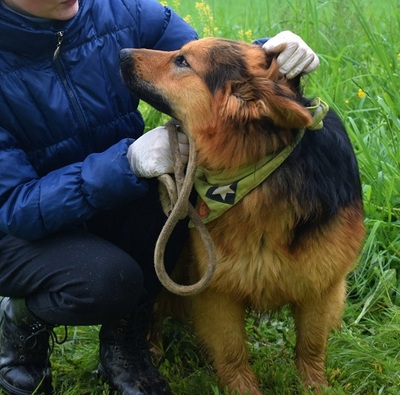 IGOR F51, Schäferhund-Mischling - Rüde