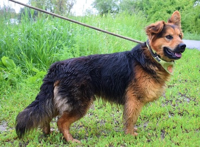 IGOR F51, Schäferhund-Mischling - Rüde